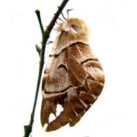 Kentish Glory E versicolora pupae Kentish Glory E versicolora pupae